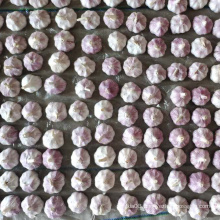 Wholesale Chinese Fresh Red Garlic 5.0cm Size Bulk Packing 7 Kg Mesh Bag